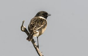 Saxicola torquata, Dawler, Tarabilla común