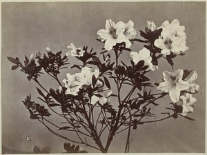 Bodegón de flores con lirios de Charles Hippolyte Aubry