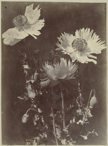 Bodegón de flores con amapolas de Charles Hippolyte Aubry