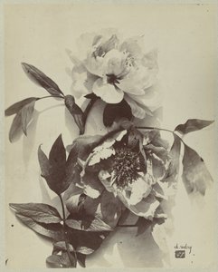 Bodegón de flores con peonías de Charles Hippolyte Aubry