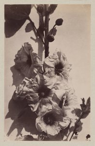 Bodegón de flores con malvarrosa de Charles Hippolyte Aubry
