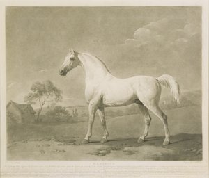 Mambrino, después de George Stubbs, 1788