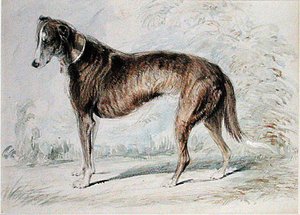 Lurcher de Charles Landseer