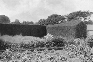 Setos de Boj en el Jardín de la Cocina de Charles Latham