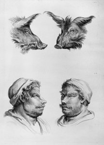 Similitudes entre la cabeza de un jabalí y un hombre, de 