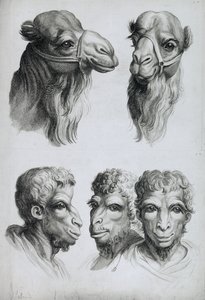 Similitudes entre la cabeza de un camello y un hombre, de 