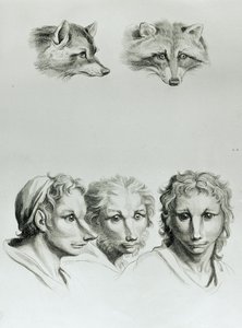 Similitudes entre la cabeza de un zorro y un hombre, de 