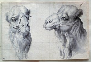 Estudios de dos cabezas de camello de Charles Le Brun