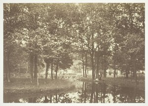Sin título, c. 1850. [Árboles cerca del agua en el Bois de Boulogne, un parque en París] de Charles Marville