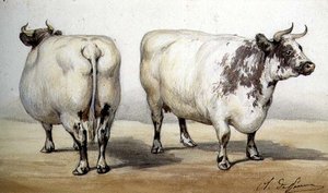 Estudio de dos vacas de cuernos largos de Charles Oliver de Penne