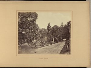 Jardín Botánico de Charles Percy Pickering