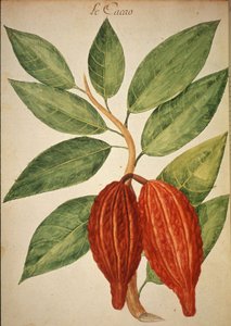 Cacao de Charles Plumier