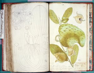 Ms 23 Cardamomo, de un manuscrito sobre plantas de las Antillas y Santo Domingo de Charles Plumier