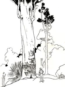 Un árbol de Kauri, 1912