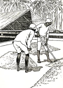 Secando el cacao, 1912
