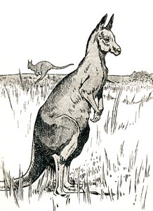 El canguro de Charles Robinson