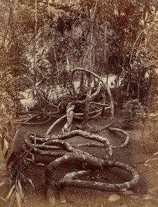 Una enredadera en Bradenya de Charles T. Scowen