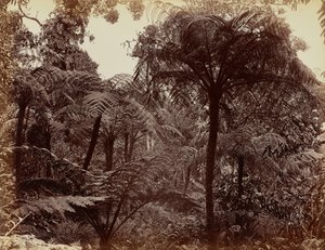 Jardines de Hakgala, Nuwara Eliya de Charles T. Scowen