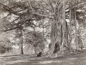 Un caballero sentado bajo un gran árbol nativo en Ceilán Británico, ahora llamado Sri Lanka, años 1880 de Charles T Scowen and Co
