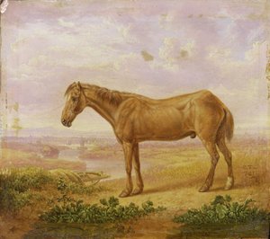 Viejo Billy, un caballo de tiro, de 62 años