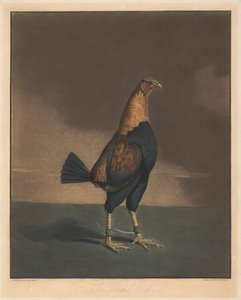 Peleas de gallos [un par]:  2. El gallo recortado de Charles Turner