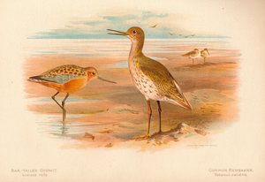 Aguja colinegra Limosa rufa, Archibebe común Totanus, 1900 de Charles Whymper
