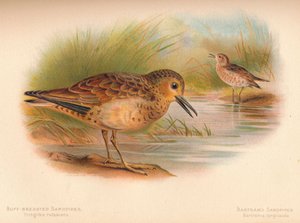 Correlimos Canela Tringites rufescens, Correlimos de Bartram Bartramia longicauda de Charles Whymper