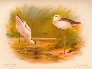 Avoceta Común Recurvirostra avocetta, Cigüeñuela Común Himantopus melanopterus de Charles Whymper