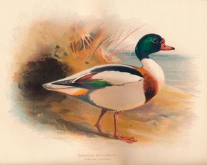 Tarro común Tadorna cornuta, 1900 de Charles Whymper