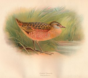 Guión de maíz Crex pratensis, 1900 de Charles Whymper