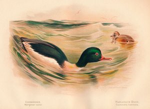 Serreta Merganser castor, Pato Arlequín Cosmonetta histrionica de Charles Whymper