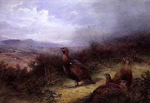 Urogallos en las Tierras Altas