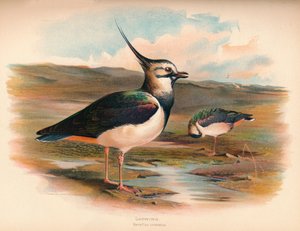 Avefría Vanellus cristacus, 1900 de Charles Whymper