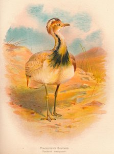 Avutarda de Macqueen, Houbara macqueeni, 1900 de Charles Whymper