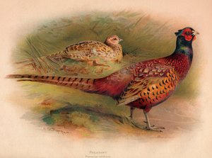 Faisán Phasianus colchicus, 1900 de Charles Whymper