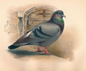 Paloma bravía Columba livia, c. 1900