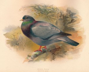 Paloma Torcaz Columba aenas de Charles Whymper