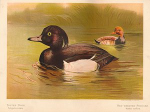 Porrón Moñudo Fuligata cristata, Pato Colorado Netta rufina, 1900, 1900 de Charles Whymper