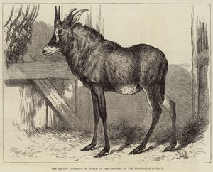 El antílope equino de Nubia, en los jardines de la Sociedad Zoológica de Charles William Carter