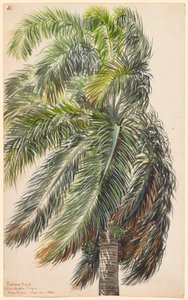 Palma real de Charles de Wolf Brownell