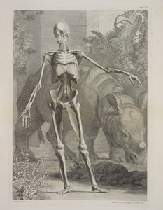 Esqueleto y rinoceronte, tablas del esqueleto y los músculos del cuerpo humano, de Bernhard Siegfried Albinus de Charles the Elder Grignion