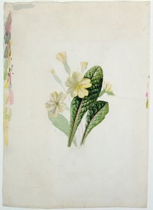 Estudio de una Primavera de Charlotte Bronte