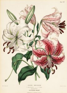 Variedades de lirio japonés, Lilium specioseum de Charlotte Caroline Sowerby