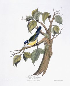 Herrerillo común de Charlotte L. E. Perrott