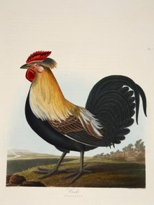 Gallo, Phasianus, pub. 1835 de Charlotte Lousia Emily Perrott