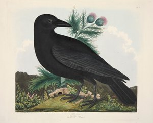 Cuervo, Corvus Corai, pub. 1835, grabado coloreado a mano