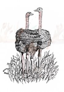 Flamencos, 2018 de Charlotte Orr