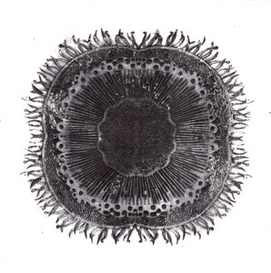 Células Vegetales, 2019 de Charlotte Orr