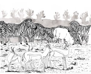 Safari 3