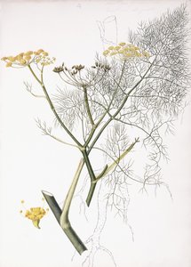 Estudio botánico, 1822-1845